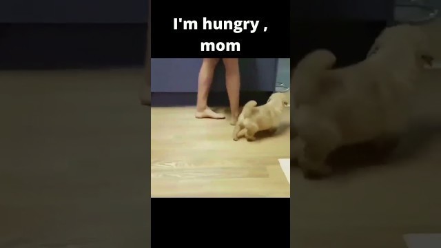 'Cute puppy want some food 