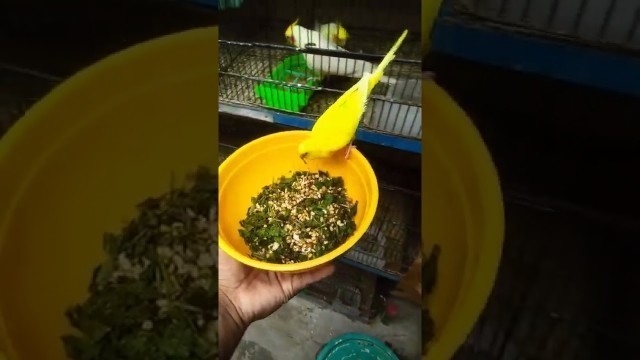 'Eat Soft Food And Go his  #Breedingcage #Smartbudgie #Short'