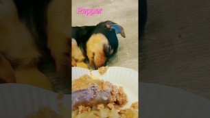 'Sweet Puppies Smell Their Food and Go Back To Sleep  #shorts #puppies #dogmom #chiweenie #adorable'