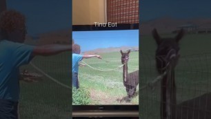 'Napoleon Dynamite - Tina the Llama 