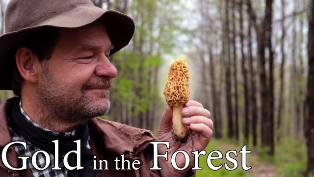 'Morel Mushrooms Cooked Perfectly - Forest Food'