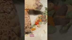 'PET TORTOISE  eating DRY FOOD off stone to help prevent overgrown beak'