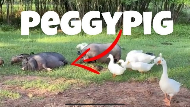 'PeggyPig Food Coma'