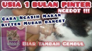 'Cara Merawat kucing usia 1 Bulanan Tanpa induk | Memberi Makanan Anak Kucing Umur 1 Bulan Biar Gemuk'