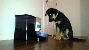 'AUTOMATIC DOG FOOD DISPENSER'