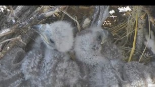 'Blood Transfer - Foot - Eaglet #2 - Feedings - Food Coma - Big Crops - Captiva Eagles - Dec 31, 2020'