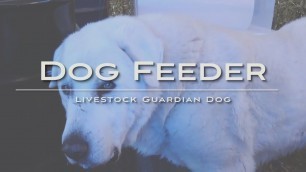 'Livestock Guardian Dog Feeder Station with Jump Gate for Our Akbash'