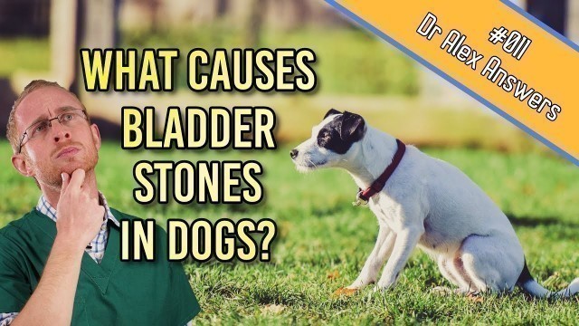 'What is the Cause of Bladder Stones in Dogs (and how to prevent them) - Dog Health Vet Advice'