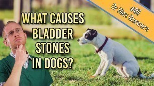 'What is the Cause of Bladder Stones in Dogs (and how to prevent them) - Dog Health Vet Advice'