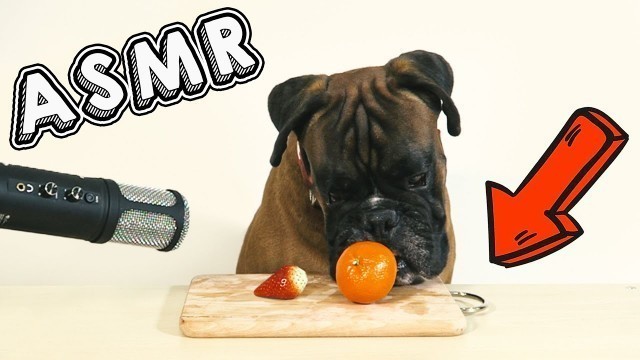 'Dog ASMR - Eating Strawberry, Mandarin and Carrot *Boxer Dog Reviewing Food*'