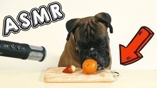 'Dog ASMR - Eating Strawberry, Mandarin and Carrot *Boxer Dog Reviewing Food*'