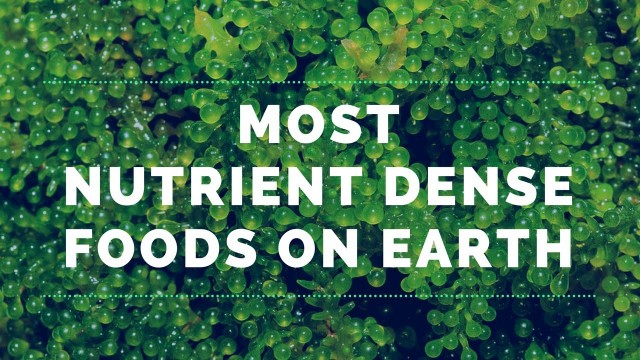 '4 of the Most Nutrient Dense Foods on Earth'