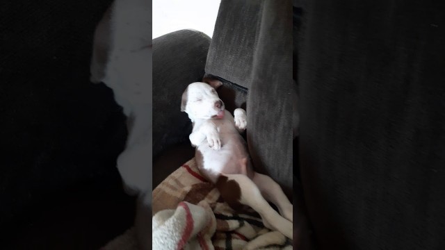 'Pitbull Puppy falls into a Food Coma'