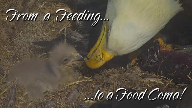 'From a Feeding to a Food Coma Starring SC 8-day-old Eaglet ~ Explore.org 3/23/21'