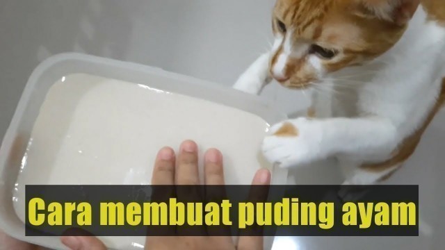 'Cara membuat puding ayam//kucing lahap makan'