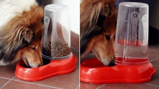 'Ferplast dog and cat dispenser: which one is the best for your pet?'