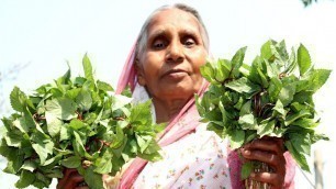 'Fresh Lalte Shaak Recipe by Grandmother | Easy Vegetarian Food Recipes | Village Food'