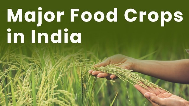 'Major Food Crops in India | Types of Food Crops | Different Types of Food Grains | Magnet Brains'