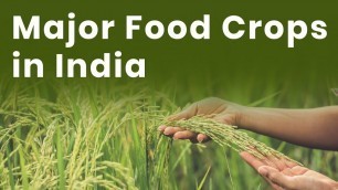 'Major Food Crops in India | Types of Food Crops | Different Types of Food Grains | Magnet Brains'