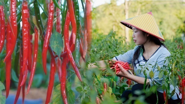 'Chopped pepper sauce Use chopped peppers to make Chinese Food自製貴州剁椒醬，香辣有味 放一年都不會壞的美食，最後還有捕魚技巧哦 | 野小妹'