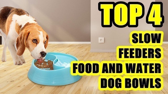 'TOP 4: Best Slow Feeder Food and Water Dog Bowl 2021 | for Small, Medium and Large Dog'