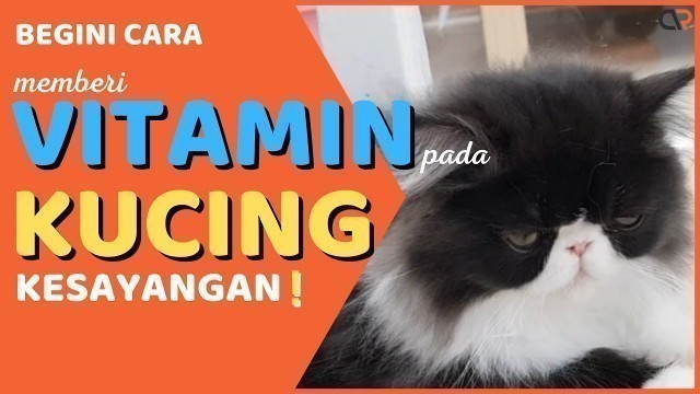 'CARA MUDAH Memberikan Vitamin Ke Kucing Kamu!'