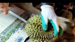 'How to cut and open Durian Fruit Durian Season in Thailand ! - Thai Street Food | YUMMY FC'