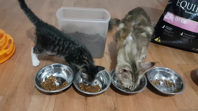 'Makanan Kucing Equilibrio Merk Makanan Untuk Anak Kucing'