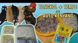 'MEMBUAT WET FOOD untuk KUCING | IKAN TONGKOL + TEMPE | ANABUL AUTO KENYANG dan SEHAT ‼️'