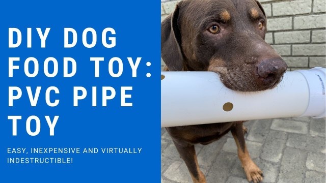 'DIY Dog Food Toy / PVC Pipe Toy'