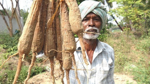 'Fresh Palm Sprouts Traditional Food Recipes | Panam Kizhangu | VILLAGE FOOD'