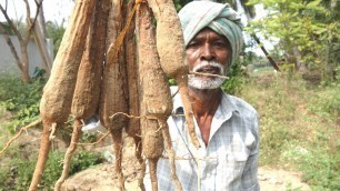 'Fresh Palm Sprouts Traditional Food Recipes | Panam Kizhangu | VILLAGE FOOD'