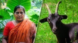 'Goat Head Village Cooking Recipes by Village Food Life'