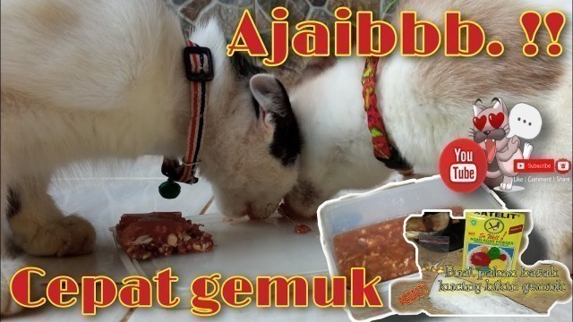 'Pakan kucing cepat bikin gemuk ajaib ◾ cara membuat wetfood sederhana murah untuk semua umur kucing'