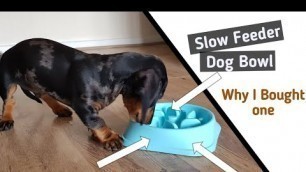 'WHY I BOUGHT A SLOW FEEDER DOG BOWL || Miniature Dachshund Puppy! ||'