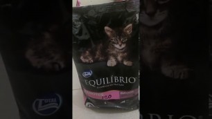 'review cat food super premium equilibrio kitten'