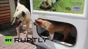 'Turkey: Recycle a bottle, feed a stray dog'