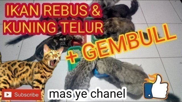 'cara membuat makanan kucing #wetfood ( auto gembul )'