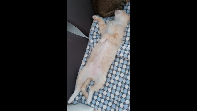 'Rescue Cat Knock Out Cold By Food Coma #Shorts'