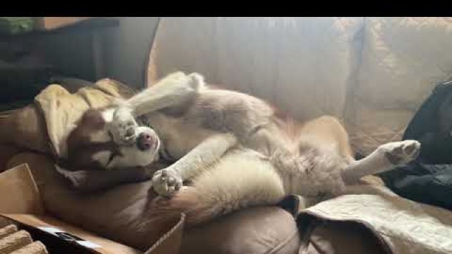 'Mixed Husky has food coma'