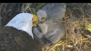 'AEF Captiva Eagles ~ BIG Crops & Food Coma\'s For Both Captiva Eaglets!! 