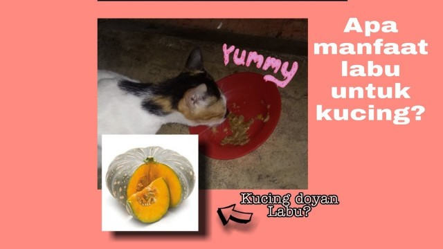 '#wetfoodcat #kucingkampung           Cara membuat Wet Food rumahan dengan tambahan Labu untuk kitten'