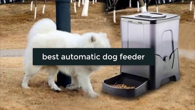 '[TOP 7] Best Automatic Dog Feeder Reviews 2020'