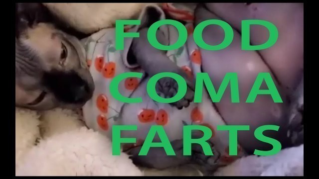 'TALKING CAT VIDEO - FOOD COMA AND FARTS'