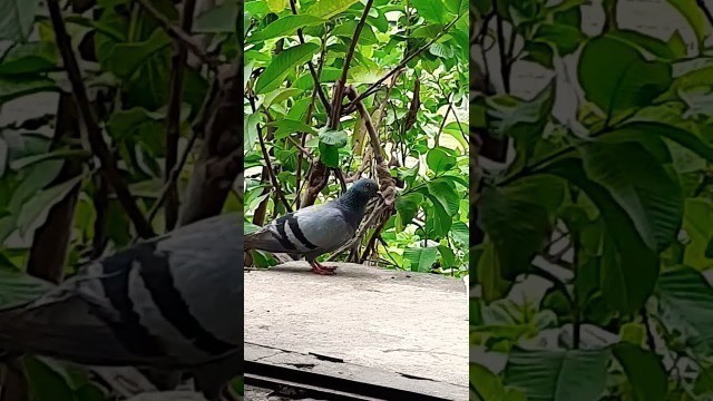 'Sound of Rock pigeon which came to eat foodgrains on my window. Kabootar. #shorts'