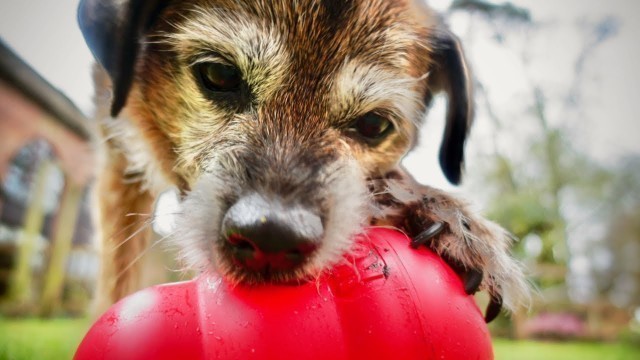 'The Kong Wobbler | Food Dispensing Dog Toy'