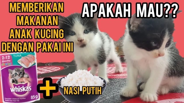 'Cara Memberi Makanan kucing Biar Gemuk, Hemat Biaya | Kasih Makan Kucing Dengan Nasi Campur Whiskas'