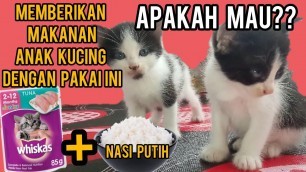 'Cara Memberi Makanan kucing Biar Gemuk, Hemat Biaya | Kasih Makan Kucing Dengan Nasi Campur Whiskas'