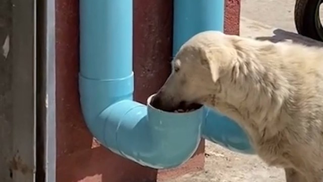 'Man Creates Food And Water Dispensers For Stray Dogs'