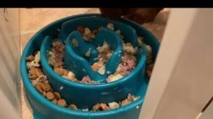 'slow feeder dog bowl put to the test'